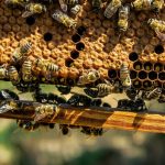 Woodley beehives