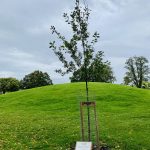 Queens memorial tree