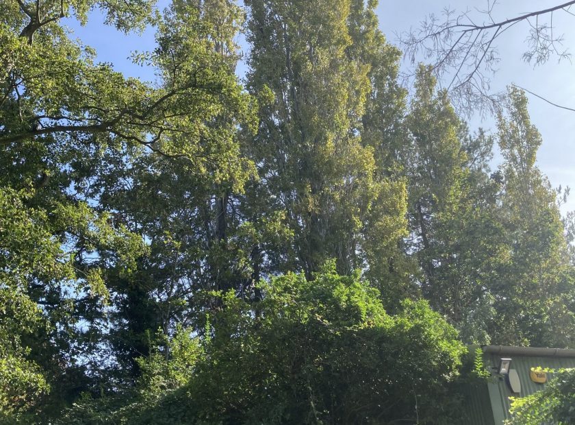 poplar trees in Woodford Park Woodley